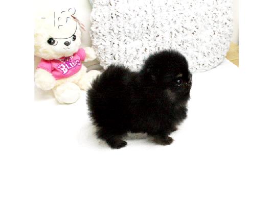 PoulaTo: Pomeranian κουτάβια - Ready 60Euro